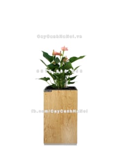 Chậu gỗ trồng cây THÔNG MINH tự tưới hình vuông nhỏ | GWL - 111A 1 Chau go trong cay thong minh tu tuoi GWL 111A 1