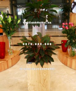 Chậu gỗ trồng cây THÔNG MINH tự tưới hình vuông nhỏ | GWL - 111A 2 Chau go trong cay thong minh tu tuoi GWL 111A 3