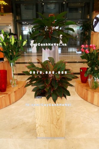 Chậu gỗ trồng cây THÔNG MINH tự tưới hình vuông nhỏ | GWL - 111A 4 chau_go_trong_cay_thong_minh_tu_tuoi_gwl-111a-3