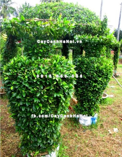 cay_gua_nghe_thuat_hinh_binh_hoa1