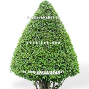 Cây gừa nghệ thuật hình cây thông 1 cay gua nghe thuat hinh cay thong 1