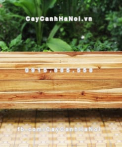 chau go trong cay chu l DCDS016 1