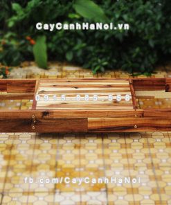 chau go trong cay chu l DCDS016 2