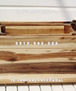 chau go trong cay chu nhat trung DCDSP413T 3