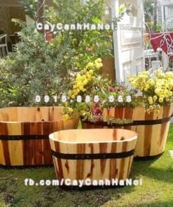 chau go trong cay oval lon DCDSP301L 2