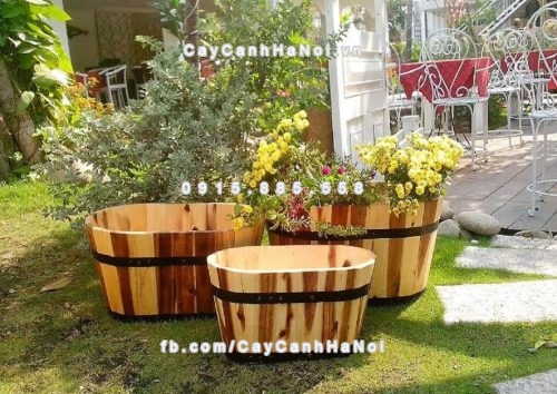 chau_go_trong_cay_oval_lon_dcdsp301l-2