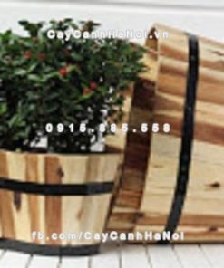 chau go trong cay oval lon DCDSP301L 3