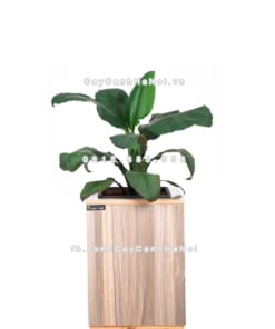 chau go trong cay thong minh tu tuoi GWL 111B 1