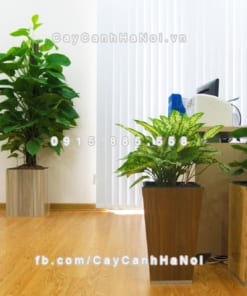 chau go trong cay thong minh tu tuoi GWL 111B 10