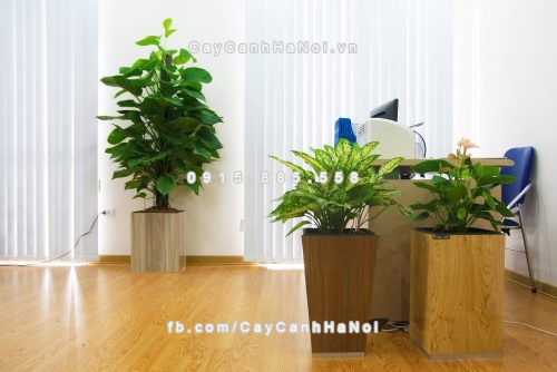 chau_go_trong_cay_thong_minh_tu_tuoi_gwl-111b-10