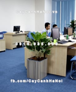 chau go trong cay thong minh tu tuoi GWL 111B 2