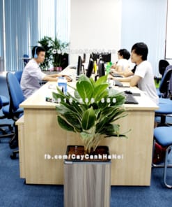 chau go trong cay thong minh tu tuoi GWL 111B 5