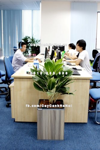 chau_go_trong_cay_thong_minh_tu_tuoi_gwl-111b-5