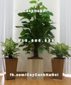 chau go trong cay thong minh tu tuoi GWL 111B 8