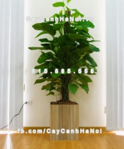 chau go trong cay thong minh tu tuoi GWL 111B 9