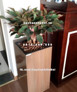 chau go trong cay thong minh tu tuoi GWL 111C 8