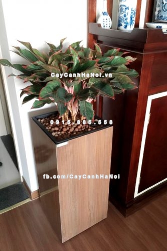 chau_go_trong_cay_thong_minh_tu_tuoi_gwl-111c-8