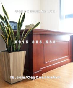 chau go trong cay thong minh tu tuoi GWL 121A 2