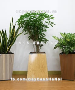 chau go trong cay thong minh tu tuoi GWL 121A 3