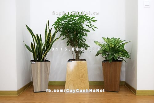 chau_go_trong_cay_thong_minh_tu_tuoi_gwl-121a-3