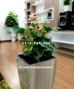 chau go trong cay thong minh tu tuoi GWL 121A 9