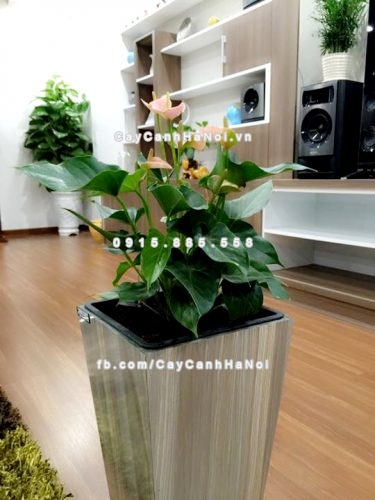 chau_go_trong_cay_thong_minh_tu_tuoi_gwl-121a-9