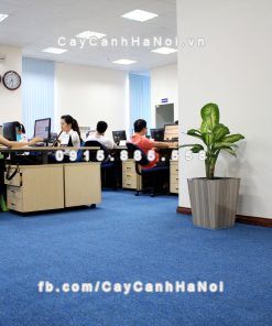 chau go trong cay thong minh tu tuoi GWL 121B 3