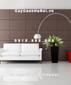 Chậu gỗ trồng cây THÔNG MINH tự tưới hình vuông vát đáy lớn | GWL - 121C 2 chau go trong cay thong minh tu tuoi GWL 121C 5