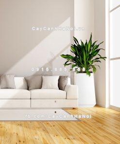 chau go trong cay thong minh tu tuoi GWL 133C 6