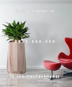 chau go trong cay thong minh tu tuoi GWL 133C 7