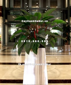 chau go trong cay thong minh tu tuoi GWL 133C 8