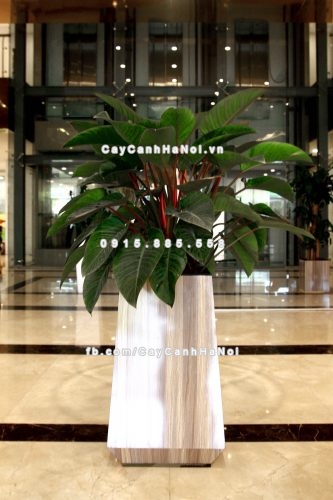 chau_go_trong_cay_thong_minh_tu_tuoi_gwl-133c-8