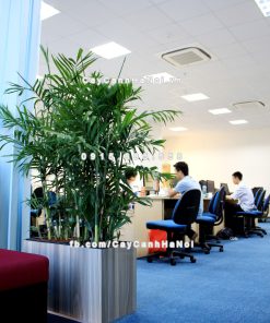 chau go trong cay thong minh tu tuoi GWL 211B 4