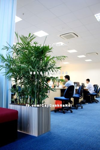 chau_go_trong_cay_thong_minh_tu_tuoi_gwl-211b-4