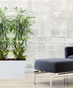 chau go trong cay thong minh tu tuoi GWL 221B 2