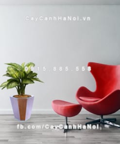 Chậu gỗ trồng cây THÔNG MINH tự tưới hình lục giác trung | GWL - 322B 1 chau go trong cay thong minh tu tuoi GWL 322B 1