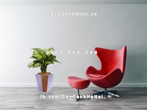 Chậu gỗ trồng cây THÔNG MINH tự tưới hình lục giác trung | GWL - 322B 2 Living room