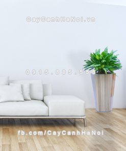 chau go trong cay thong minh tu tuoi GWL 322C 2