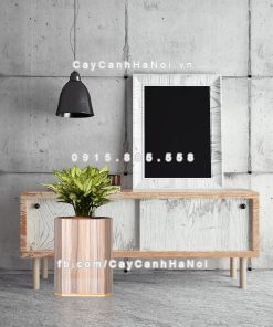 chau go trong cay thong minh tu tuoi GWL 513B 3