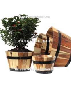 chau go trong cay tron lon DCDSP002AL 2