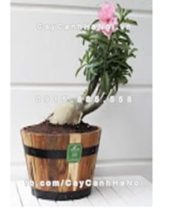 chau go trong cay tron mini DCDSP002BM 2