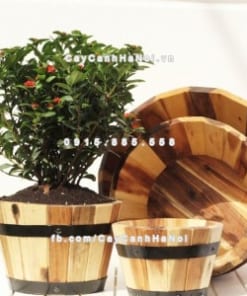 chau go trong cay tron mini DCDSP002BM 3