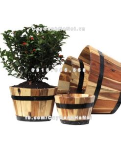 chau go trong cay tron trung DCDSP002AT 1