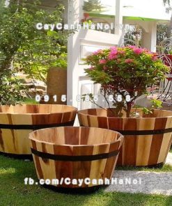 chau go trong cay tron trung DCDSP002AT 2