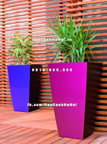 chau_composite_trong_cay_cao_cap_c1