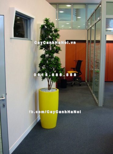 chau_composite_trong_cay_cao_cap_c4