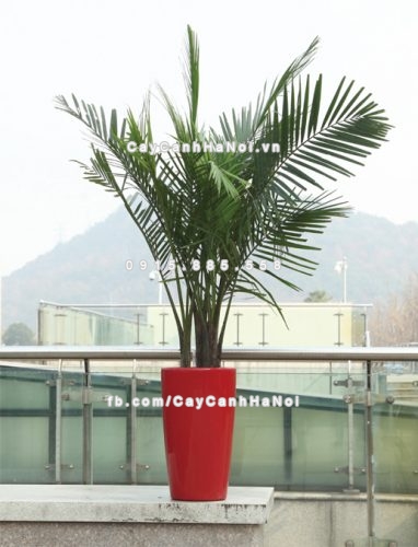 Chậu composite trồng cây cao cấp C5 1 chau_composite_trong_cay_cao_cap_c5