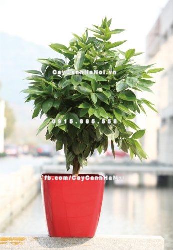 Chậu composite trồng cây cao cấp C7 1 chau_composite_trong_cay_cao_cap_c7
