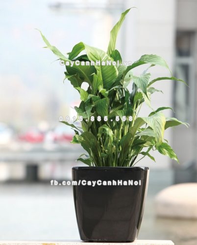 Chậu composite trồng cây cao cấp C8 1 chau_composite_trong_cay_cao_cap_c8