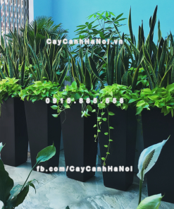 Chậu composite trồng cây cao cấp thông minh 1014S (Đen mờ) 1 Chau composite trong cay thong minh cao cap 1014S den2